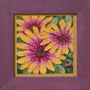 African Daisies